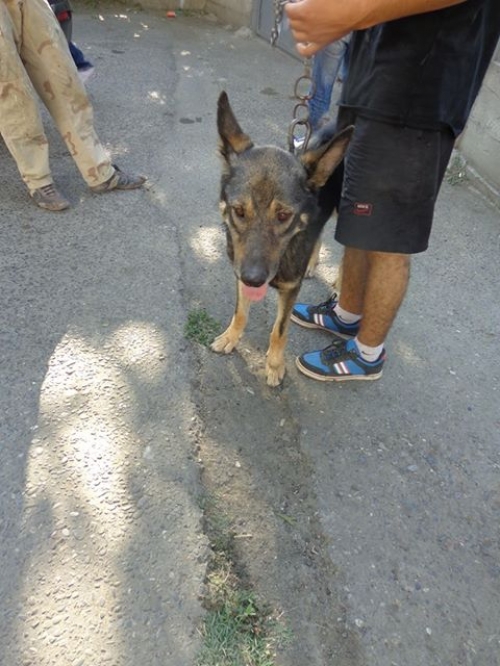 გერმანული ნაგაზი რალფი