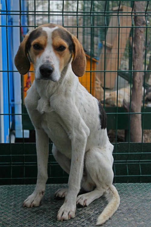 გონჩის მეტისი უსახელო