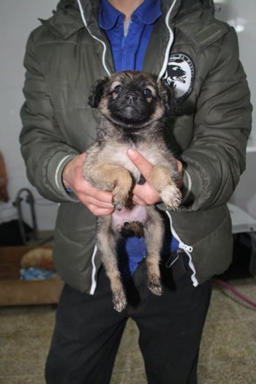 მეტისი უსახელო