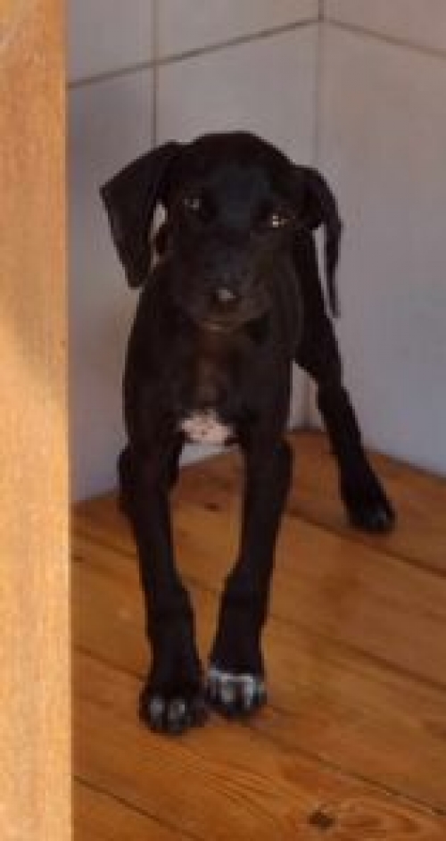 მეტისი მოიყვანა უცხოელმა