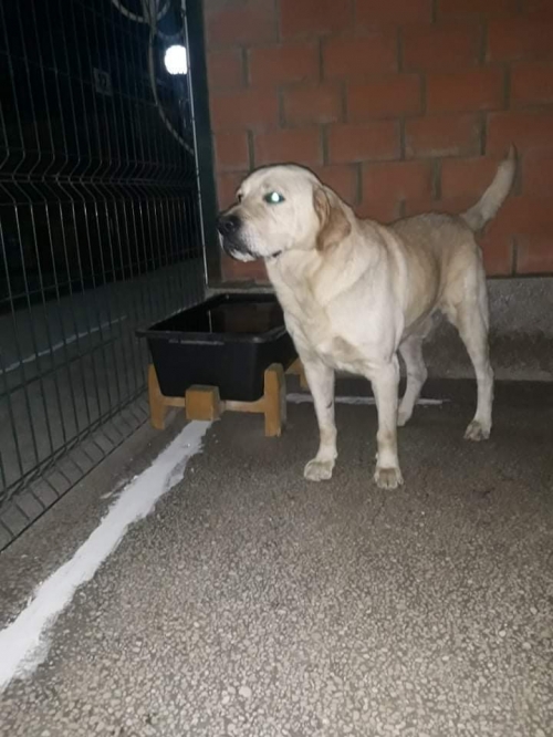 ლაბრადორი ნაპოვნია წყნეთში