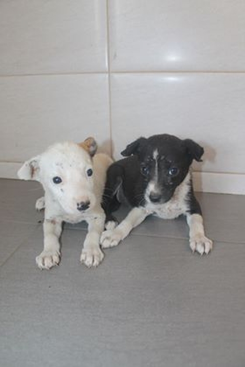 მეტისის ლეკვები უსახელო