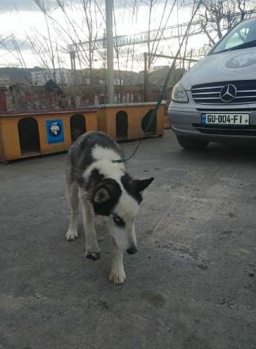 ლაიკა უსახელო