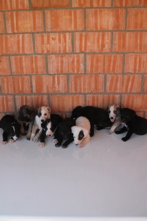 კურცხაალის მეტისი უსახელო