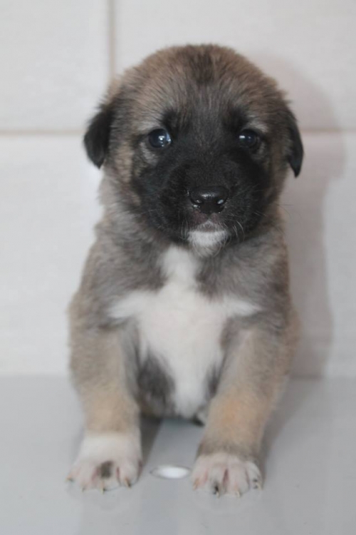 მეტისი უსახელო