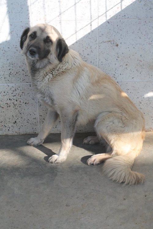 მეტისი უსახელო