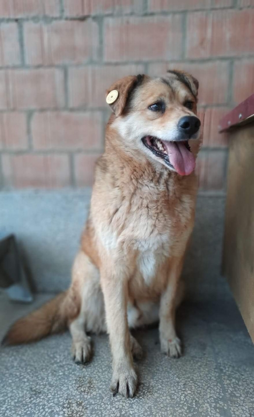 მეტისი გადმოყვან. მუნიციპ.თავშეს.