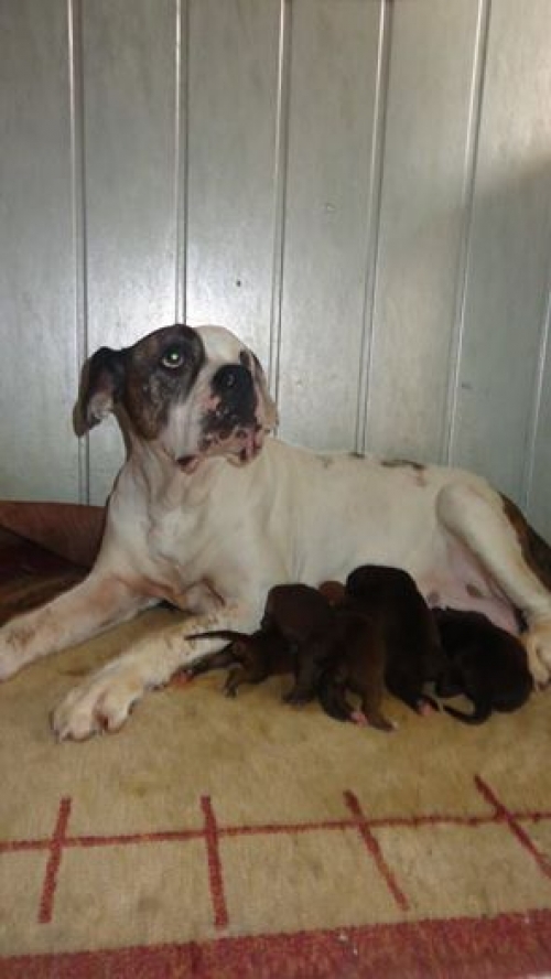 ამერიკული ბულდოგი უსახელოები