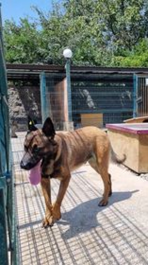 გერმანული ნაგაზი გადმოყვანილია მუნიციპალური თავშესაფრიდან