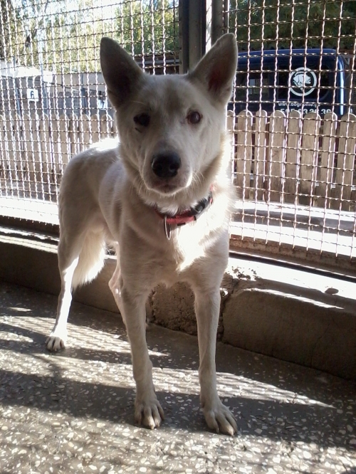 ლაიკა უცნობი