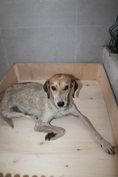 მეტისი უსახელო