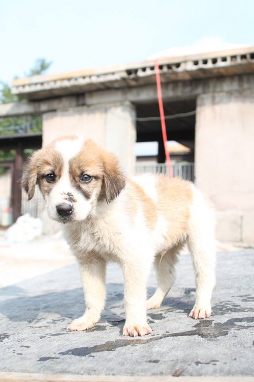 მეტისი უსახელო