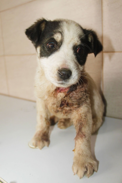 მეტისი უსახელო