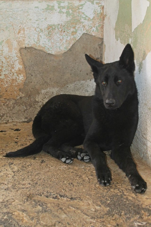 ბელგიური ნაგაზი ჯესი