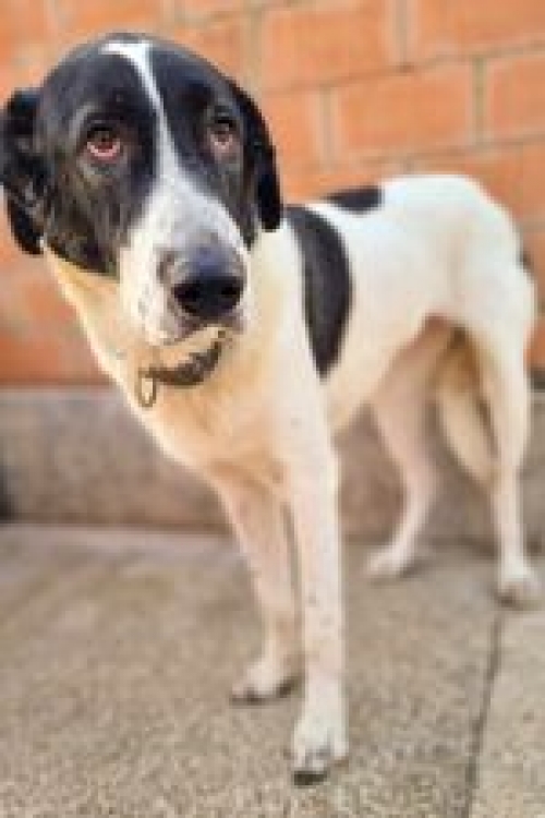 მეტისი მოლი