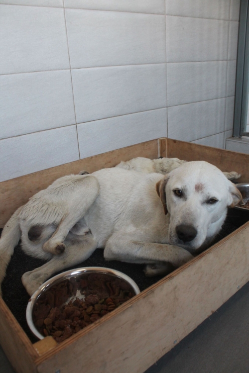 ქართული ქოფაკი უსახელო