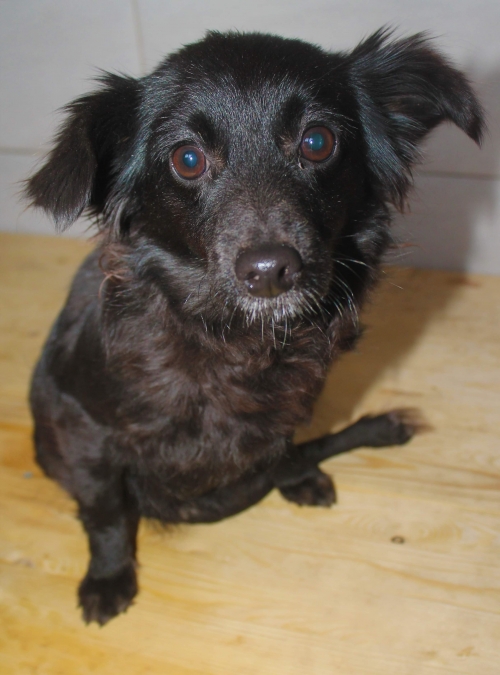 მეტისი ბრანი