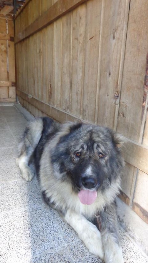 ქართული ნაგაზი ბოხორა