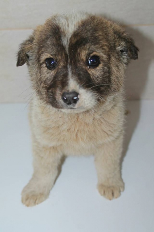 მეტისი უსახელო