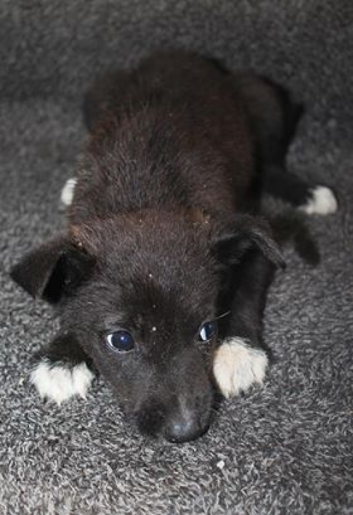 მეტისი უსახელო