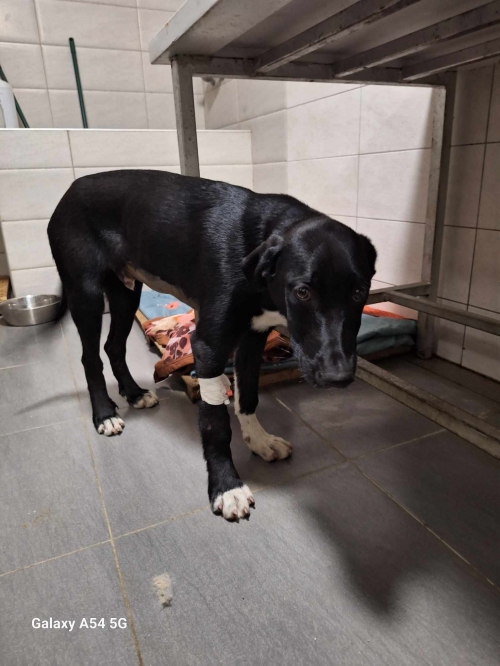 მეტისი შავა