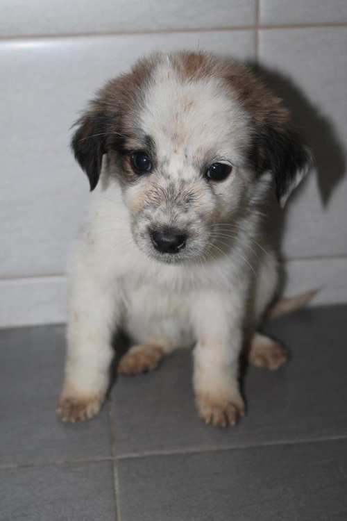 მეტისი უსახელო