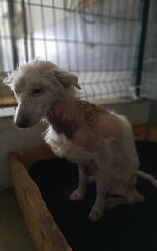 მეტისი მარნეული ნანა გაბაიძე