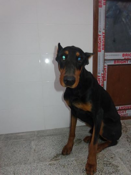 დობერმანი უსახელო