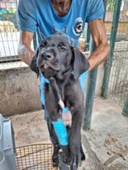 მეტისი ვარკეთილი