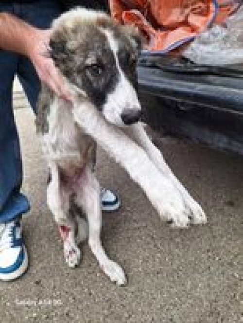 მეტისი თეთრის წყაროს რაიონი სოფელ წინ წყარო