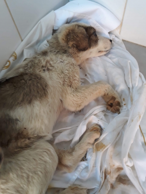 მეტისი ზემო ფონიჭალა