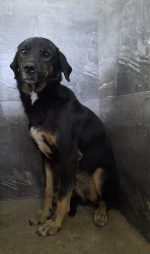 მეტისი ყვარელი ნათია ბეუქლიშვილი