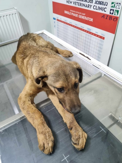 მეტისი სარაჯიშვილის 7 ნომერი