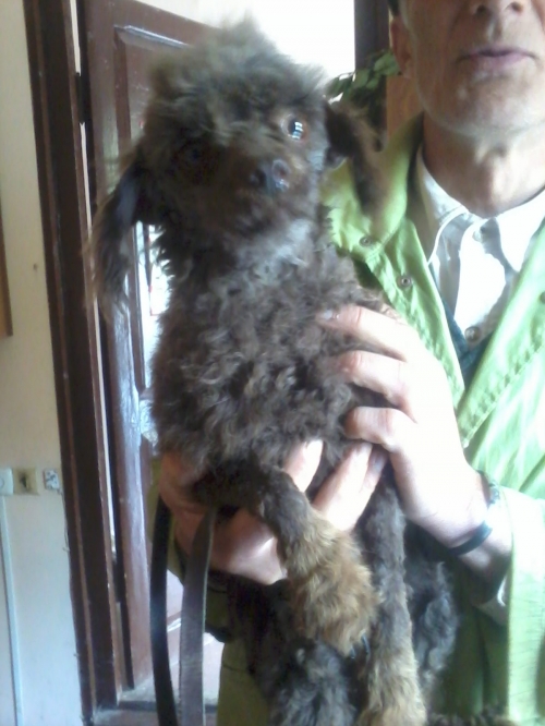 პუდელი უსახელო