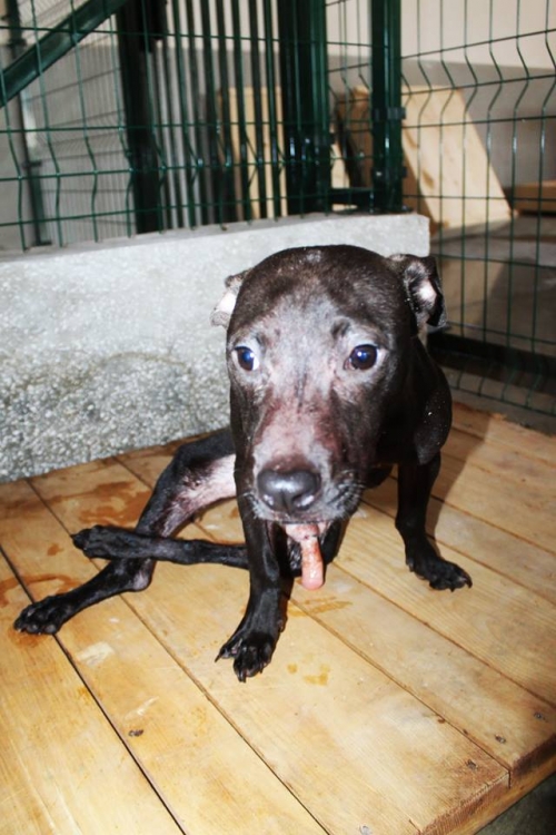 პიტი უსახელო