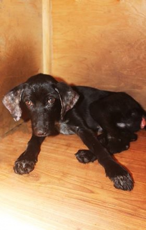 მეტისი უსახელო