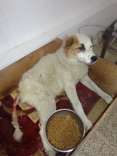 მეტისი უსახელო