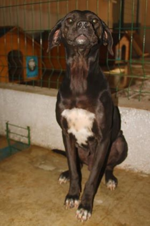 მეტისი უსახელო