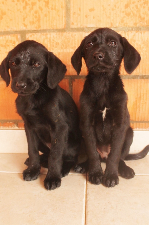 მეტისი უსახელო