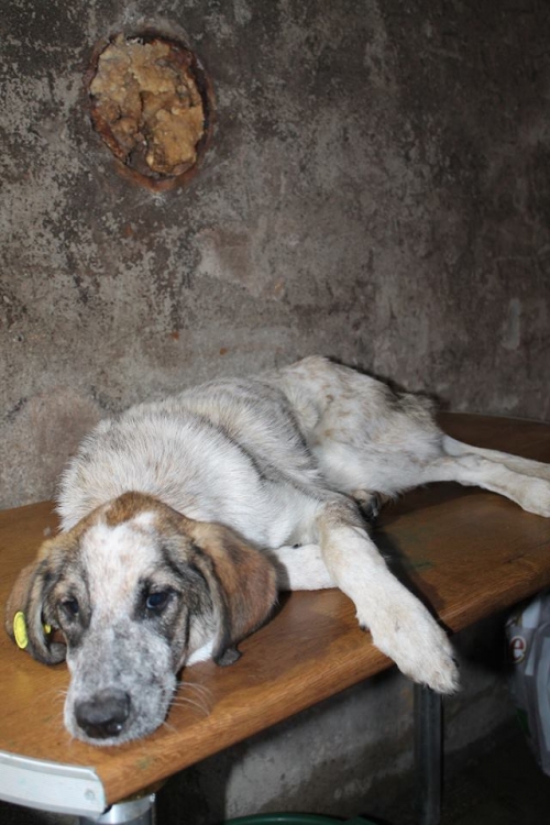 მეტისი უსახელო