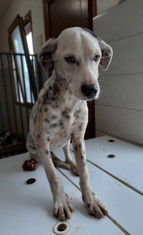 მეტისი უსახელო