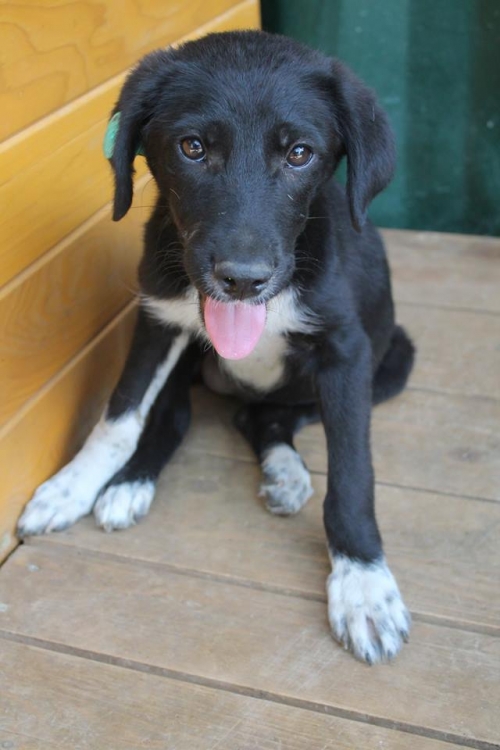 მეტისი უსახელო