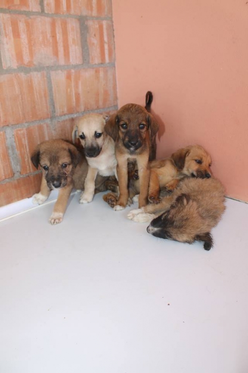 მეტისის ლეკვები უსახელო