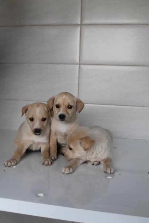 მეტისის ლეკვები უსახელო