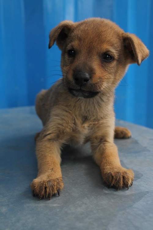 მეტისი უსახელო