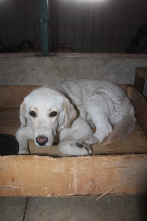 მეტისი უსახელო