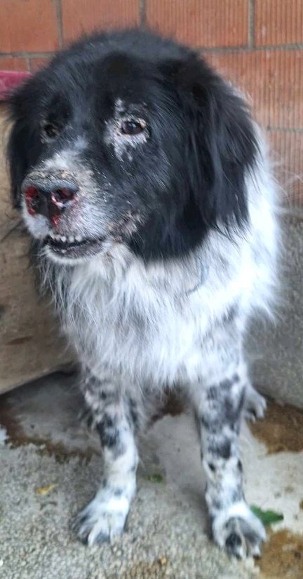 მეტისი. რუსთავი. ჯეკი