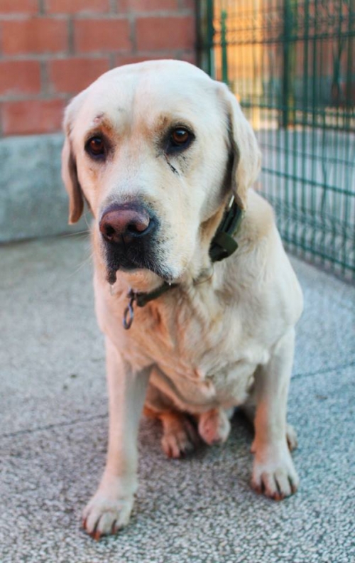 ლაბრადორი უსახელო