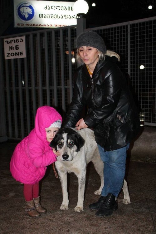 ქართული ქოფაკი ლომა