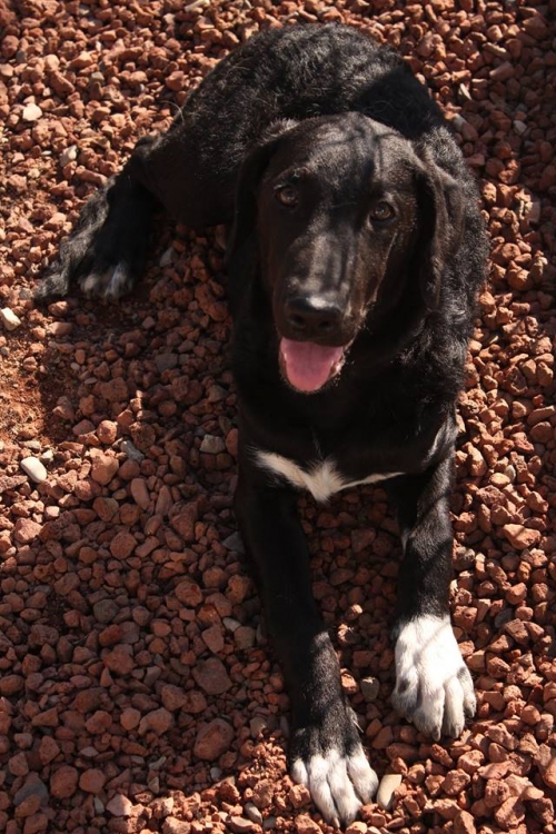 ლაბრადორი მაქსი